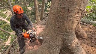 Dangerous  Cutting tall Albasia Trees stihl ms 261 [upl. by Dev]