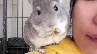 Chinchilla Shoulder Trick [upl. by Suiravat]