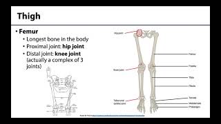 Lower Limb  Bones amp Joints [upl. by Holms]