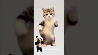 23❤😻🐾Cute kitten cat lovecats cats catvideos kittens catlover princesscat kitten [upl. by Nalorac219]