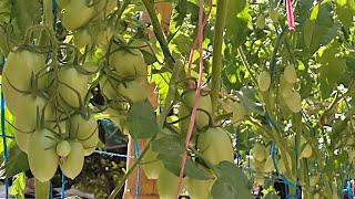 Tómate hidroponico a 7 semanas en módulo hidroponico 45 tomates ya por cada planta [upl. by Etteragram]