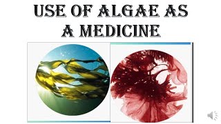 Use of Algae as medicine [upl. by Langston778]