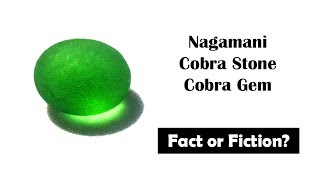 Cobra pearl Nagamani cobra stone Fact or Fiction [upl. by Dearman]