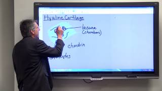 Hyaline Cartilage [upl. by Ettedanreb]