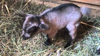 westafrikanische Zwergziegen und Kitz baby  goat with yeanling [upl. by Fechter]