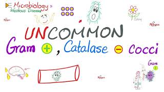 Uncommon GramPositive CatalaseNegative Bacteria  Microbiology 🧫 amp Infectious Diseases 🦠 [upl. by Woodie]