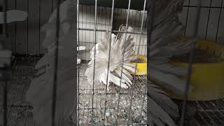 americanfaintal pigeonpigeon  silver colour  lakka kabutar [upl. by Alleb]