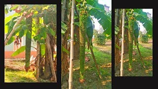 BIGGEST BANANA BUNCH AT INDIAN VILLAGE [upl. by Ojillib]