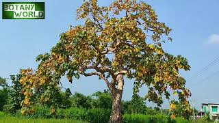 Sterculia urens  Indiantragacanth  gum karaya  Kulu कुलु  Kadayo કડાયો  All season view [upl. by Laemaj686]