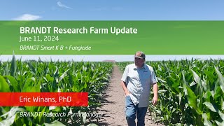 Importance of Boron amp Potassium in Corn Production [upl. by Mayeda]