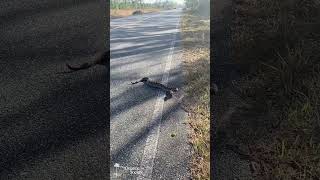 Eastern Diamondbacked Rattlesnake crossing the road Andrea Colton [upl. by Trinee]