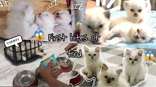 Kittens’ First Wet Food Experience  Elahdventure [upl. by Kempe]