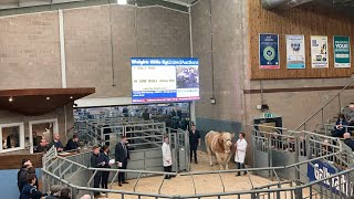 Galbraith Stirling Bull Sales United Auctions Simmental Bulls 19 February 2024 [upl. by Howie]