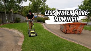 Lawn renovation recovery less watering and transitioning to cylinder mowing [upl. by Allertse]