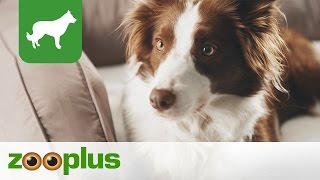 Hundebett  Orthopädisches Hundesofa  zooplus [upl. by Notnelc821]