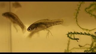 Goodeid Fry Update RedTail Splitfin Dropped Fry 1st Lots of Baby Fish w Trophotaenia [upl. by Alrad]