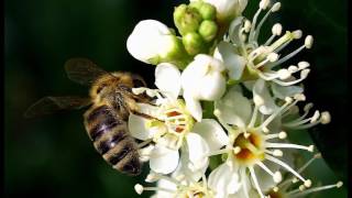 A focus on Portuguese Laurel  All you need to know about Prunus lusitanica hedging [upl. by Euqinehs]