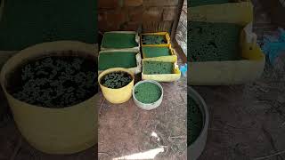 DIY FARM azolla in containers agriculture farming [upl. by Estren]