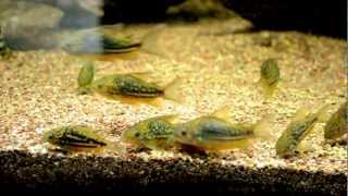 Corydoras undulatus [upl. by Tannen]