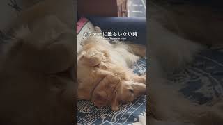 僕のソファだからゴールデンレトリバー 癒し 自宅カフェ 愛犬 大型犬 empanada shorts [upl. by Jocko]