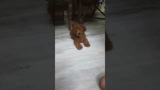 dog pets doglover comedy funny memes explore biggboss jaatni explorepage dogowner mummy [upl. by Hershel913]