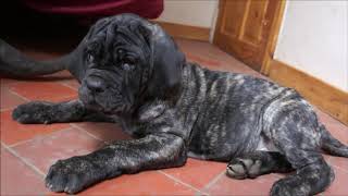 Neapolitan Mastiff Puppies Back at home with Boo [upl. by Massie]