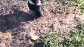 Bird stepped on by a horse and dies [upl. by Brianne]