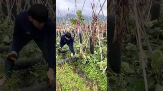 Green skinned wax gourd harvesting process [upl. by Obala221]