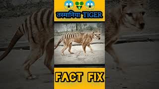 Tasmanian Tiger ll एक अनोखा जीवआधा Tiger आधा भेड़िया ll shorts factfix tasmaniatiger [upl. by Tebazile]