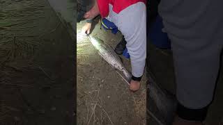 fishing striped bass catch and release [upl. by Cornish]