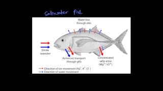 Maintaining a Balance  Dot point 33  Role of Kidney in Fish and Mammals [upl. by Onurb612]