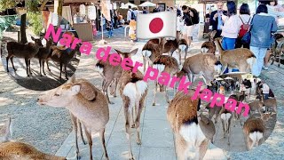 Nara Park Japan Osaka City blog [upl. by Eittocs]