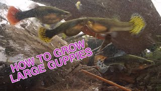 How to grow large guppies [upl. by Potash]