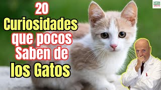 ✅ 20 CURIOSIDADES SOBRE LOS GATOS DOMESTICOS Y COSAS QUE NO SABIAS DE ELLOS ✅ [upl. by Anattar]