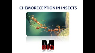 CHEMORECEPTION IN INSECTS [upl. by Adonis334]