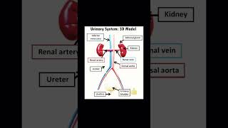 Urinary system urinarysystem medicalstudent nursingschoolstudents reels biology [upl. by Nrubloc602]