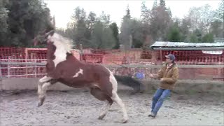 Scared and Abused Horses Part 2 Mike Hughes Auburn California [upl. by Moor]