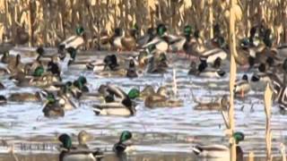 Waterfowl feeding in a cornmoist soilwetland in Calhoun County Illinois [upl. by Nalym]