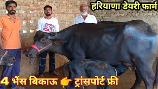 आज खरीदो 17 लीटर दूध की भैंस मात्र 😱 85000रु में4 murrah buffalo for sale haryana dairy farm [upl. by Ana]