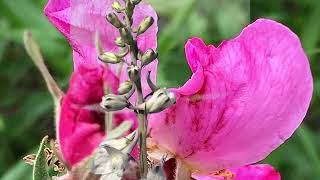 Prairie Rose on Tornado Alley [upl. by Ottinger]