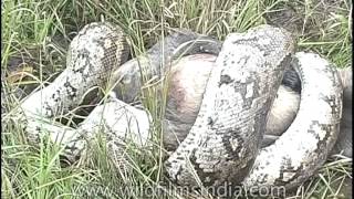 Indian Python crushes langur to death [upl. by Ellett]