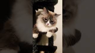 fluffygoffyfamily cutecat kittenmorefunnyvideo pleasesubscribemychannel [upl. by Asiret]