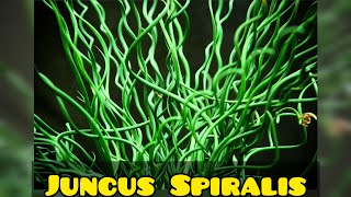 Juncus Spiralis Como Cultivar [upl. by Hayashi165]