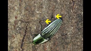 BesourodeClique e Pseudoscorpiones pegando carona  pseudoscorpions in the beetle [upl. by Latty]