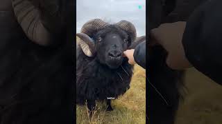 Sheep Dipping😨shorts sheepviralvideo [upl. by Oetsira]