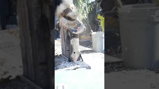 Farrier Uses Planner to Trim Overgrown Draft Horse Hooves [upl. by Leunamesoj]