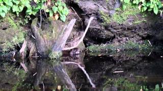 Huillín o Gato de río nombre científico Lontra provocax  Video gentileza de Javier Almonacid [upl. by Amie]