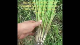 How to spot RICE GRASSY STUNT DISEASE RGSD shorts farming paddycultivation agriculture [upl. by Eenar396]