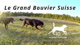 😍 GRAND BOUVIER SUISSE  Je vous partage TOUT  Les Joyeuses Gambades ❤️ [upl. by Celinka305]