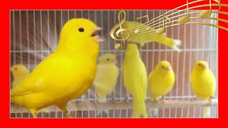 ✅ CANARIO CANTANDO  CANTE DE CANARIOS  Canario amarillo cantando [upl. by Auohp729]